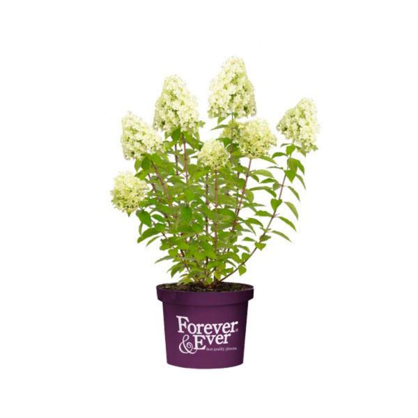 Hortensia paniculé Little