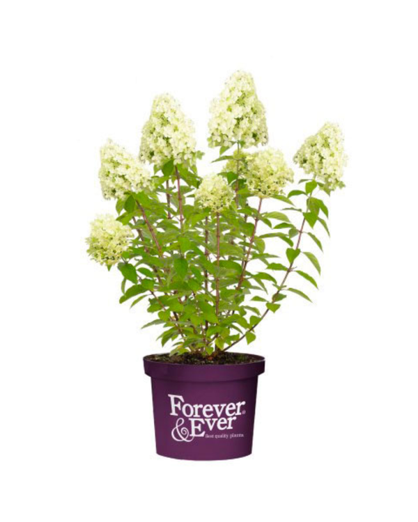 Translation missing: fr.sections.fe_product_titles.pluim-hortensia-little