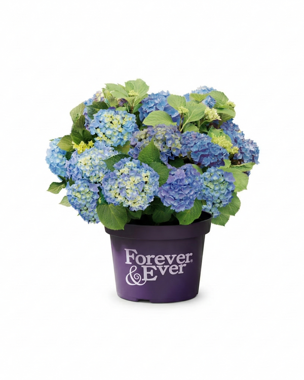 Hortensia boule