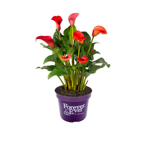 Calla