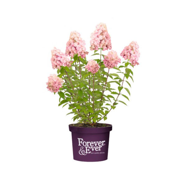 Hortensia paniculé Little