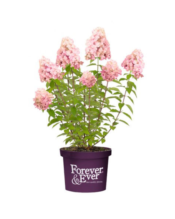 Translation missing: fr.sections.fe_product_titles.pluim-hortensia-little