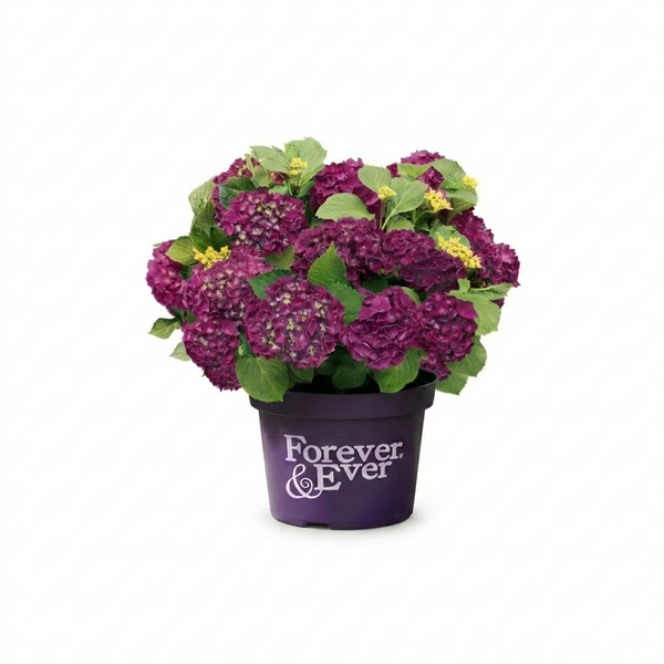 Hortensia boule Violet