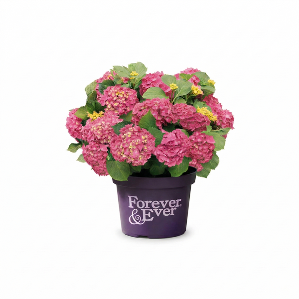 Hortensia boule Rouge