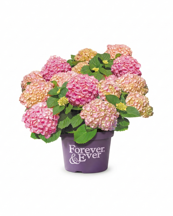 Hortensia boule
