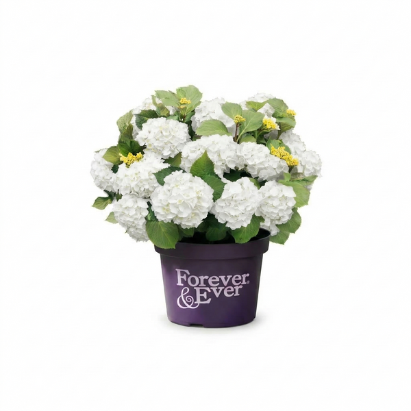Hortensia boule Blanc