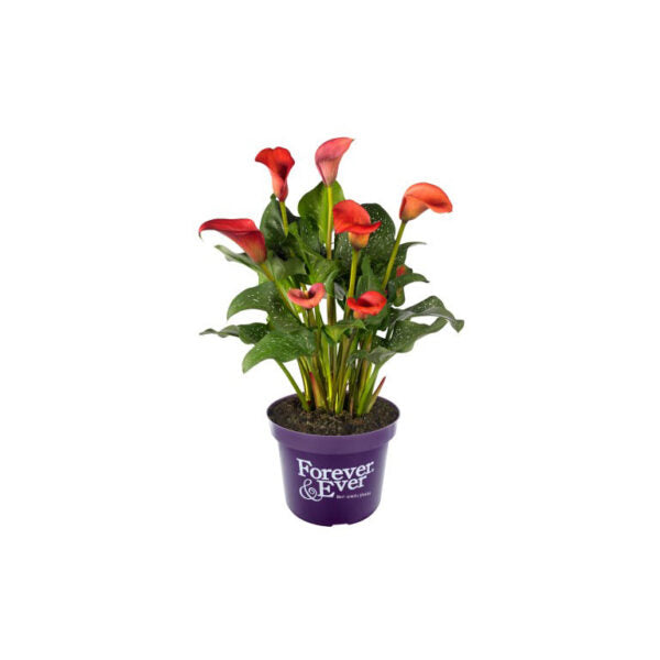 Calla