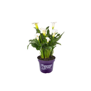 Calla
