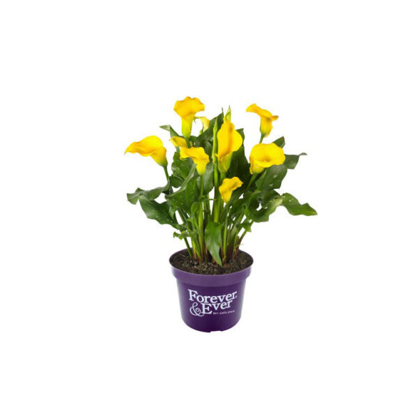 Calla
