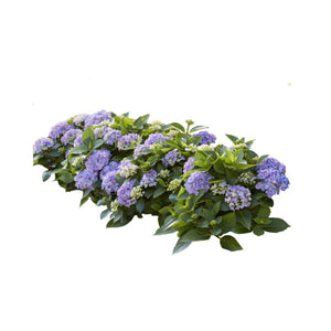Hortbux m2 (5pcs)