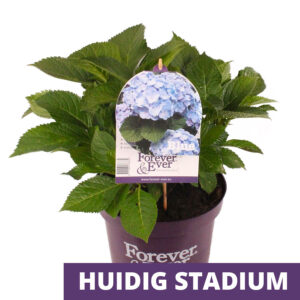 Hortensia classique