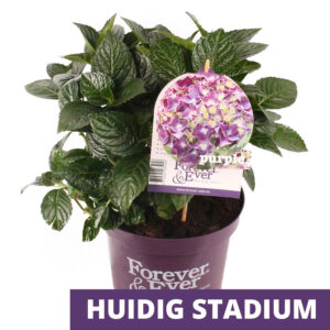 Hortensia classique