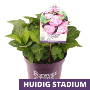 Hortensia classique