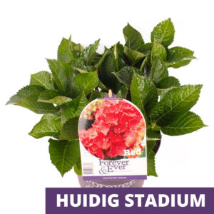 Hortensia classique