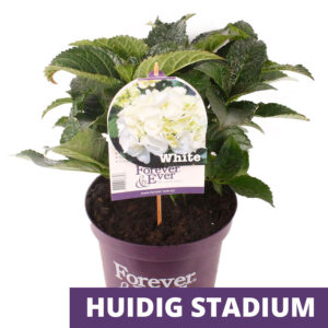 Hortensia classique